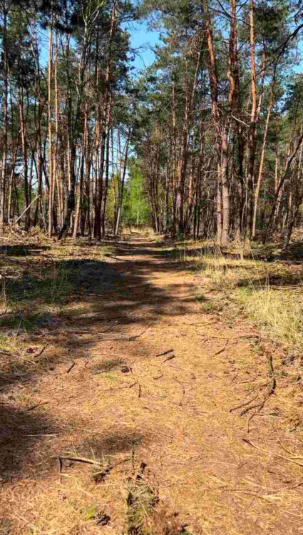 Bospad op Landgoed Stippelberg in De Rips